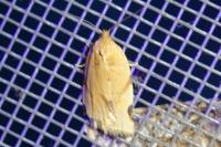 Paramesia gnomana