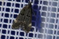Dichomeris alacella