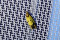 Agapeta zoegana