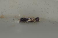 Elachista stabilella