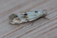 Elachista maculicerusella