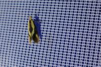 Harpella forficella
