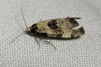 Neocochylis dubitana