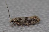 Infurcitinea