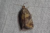 Ptycholomoides aeriferanus