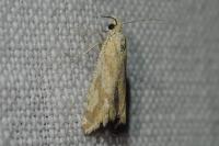 Thiodia citrana