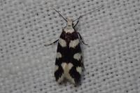 Pseudotelphusa tessella