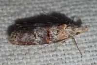 Anchinia laureolella