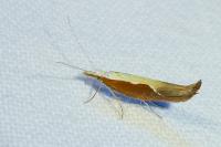 Ypsolopha dentella