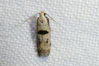 Mirificarma cytisella