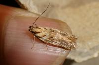Stomopteryx detersella