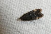 Dichomeris alacella
