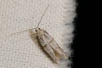 Symmocoides oxybiella