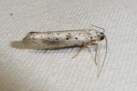 Yponomeuta irrorella