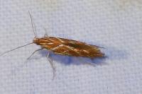 Pyroderces argyrogrammos