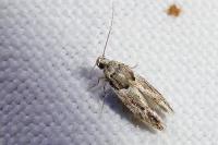 Recurvaria nanella