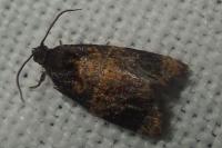 Ditula angustiorana