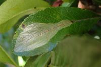 Phyllonorycter leucographella