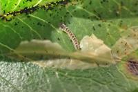 Phyllonorycter leucographella