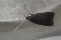 Homaloxestis briantiella