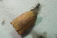 Cacoecimorpha pronubana