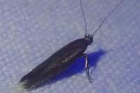 Scythris