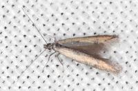 Mesophleps trinotella
