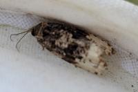 Hedya ochroleucana