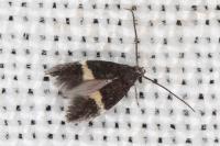 Elachista chrysodesmella