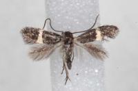 Elachista chrysodesmella