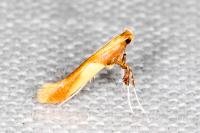 Caloptilia alchimiella