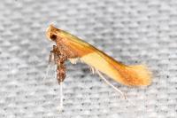 Caloptilia alchimiella