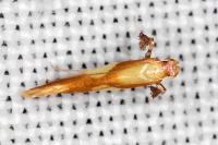 Caloptilia alchimiella