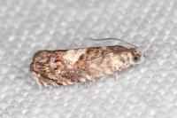 Pammene gallicolana