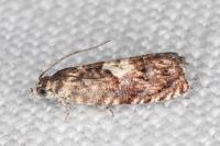 Pammene gallicolana