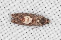 Pammene gallicolana