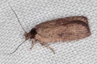 Agonopterix scopariella