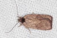 Agonopterix scopariella