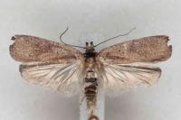 Agonopterix scopariella