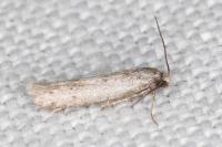 Dysspastus fallax
