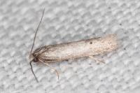 Dysspastus fallax