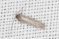 Dysspastus fallax