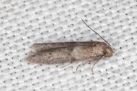 Blastobasis phycidella