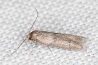 Blastobasis phycidella
