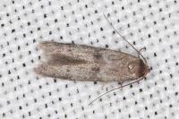 Blastobasis phycidella