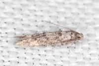Sorhagenia rhamniella