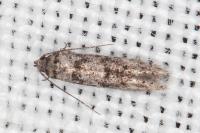 Sorhagenia rhamniella