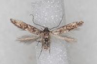 Sorhagenia rhamniella