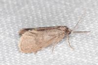 Psyche casta