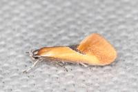 Batia lunaris